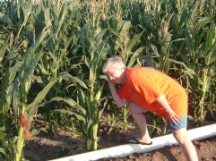 Listening to the Corn Grow in Nebraska